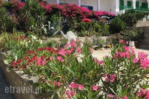 Anna's Studios & Rooms_best deals_Room_Cyclades Islands_Paros_Piso Livadi