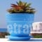 Blue Harmony Apartments_best deals_Apartment_Cyclades Islands_Naxos_Naxos chora