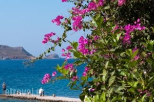 Faros Rooms_holidays_in_Room_Dodekanessos Islands_Tilos_Livadia