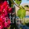 Studio Thea_best deals_Hotel_Ionian Islands_Kefalonia_Kefalonia'st Areas