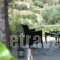 Labetia Apartments_best prices_in_Apartment_Central Greece_Evia_Limni