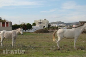 Marc Aggelos - Meteora Studios_accommodation_in_Apartment_Cyclades Islands_Sandorini_Perissa